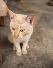 Obraz premium Stray Cat Head Notch Sitting