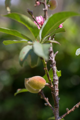 Sakura Cherry blossom.
