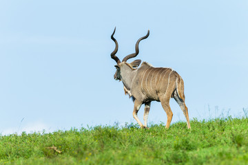 Buck Kudu Wildlife Animal walking grassland plateau in wilderness safari park.