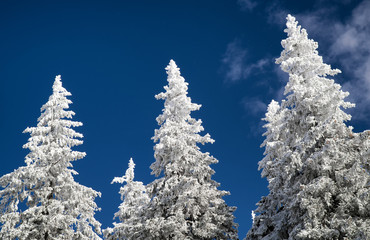 Snowy tops of the trees