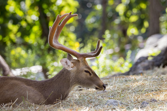 Image of a deer relax on nature background. wild animals.