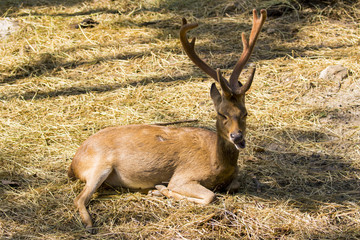 Image of a deer relax on nature background. wild animals.
