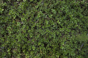 Green background. Grass