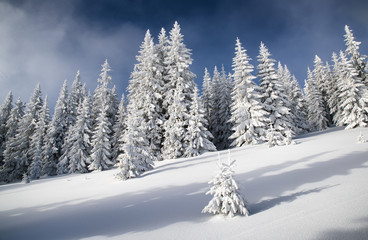 Fototapeta na wymiar Snowy fir trees and blue sky