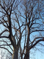 tree and sky