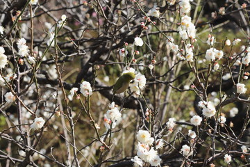 梅の花に止まるメジロ