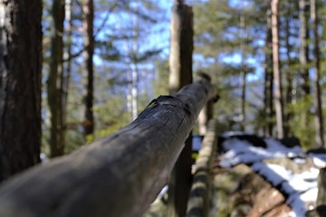 тропа в лесу