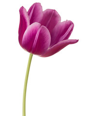 Fototapeta premium lilac tulip flower head isolated on white background