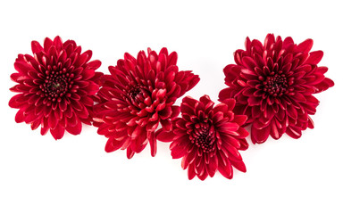 Red chrysanthemum flower isolated on white background