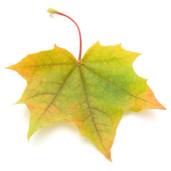 colorful autumn maple leaf isolated on white