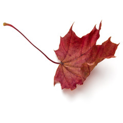 colorful autumn maple leaf isolated on white