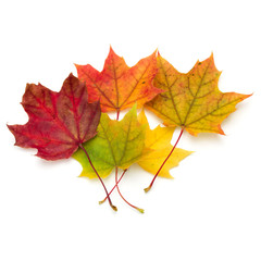 colorful autumn maple leaf isolated on white background
