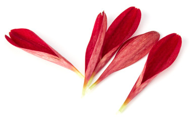 Red chrysanthemum flower petals isolated on white background