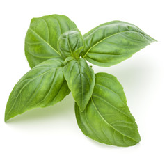 Close up studio shot of fresh green basil herb leaves isolated on white background. Sweet Genovese...