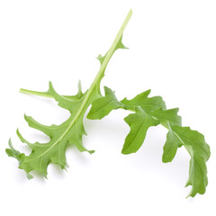 Fototapeta premium Close up studio shot of green fresh rucola leaves isolated on white background. Rocket salad or arugula.
