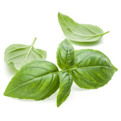 Close up studio shot of fresh green basil herb leaves isolated on white background. Sweet Genovese basil.