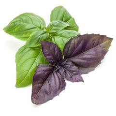 Close up studio shot of fresh green and red basil herb leaves mix isolated on white background....