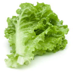 fresh green lettuce salad leaves isolated on white background