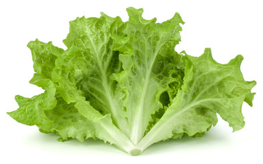 fresh green lettuce salad leaves isolated on white background