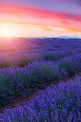 Lavender field summer sunset landscape near Valensole