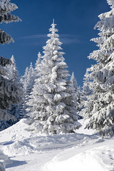 Snowy fir trees and blue sky