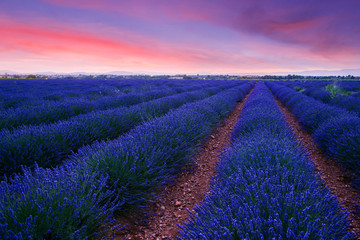 Naklejka na ściany i meble Lavender field summer sunset landscape near Valensole