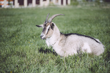 Adorable cute farm goat lying on a green farm pastures