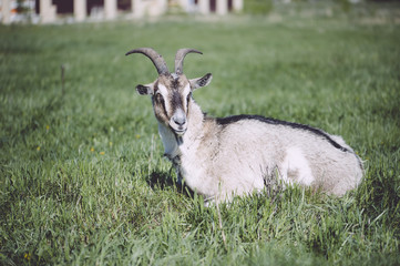 Adorable cute farm goat lying on a green farm pastures