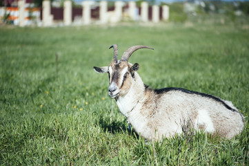 Adorable cute farm goat lying on a green farm pastures