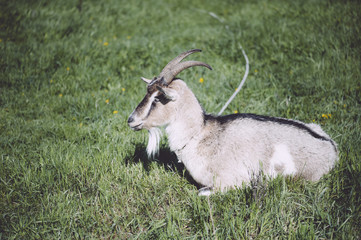 Naklejka na ściany i meble Adorable cute farm goat lying on a green farm pastures