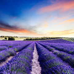 Fototapeta premium Lawendowe pole letni zachód słońca krajobraz w pobliżu Valensole