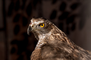 Portrait of a yellow-eyed hawk. Head large bird of prey looking into the camera lens. The bird has a brown color , big beak and yellow eyes