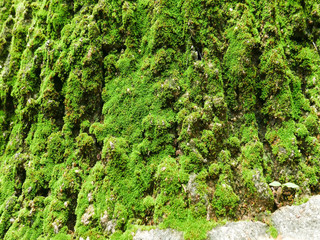 Fototapeta premium Moss texture, background