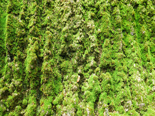 Moss texture, background