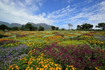 Fototapeta premium 四季の花