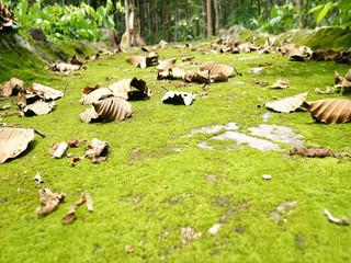 Moss texture, background