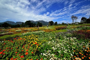 四季の花