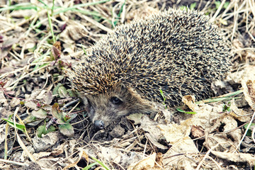 Large hedgehog in the fall leaves close up