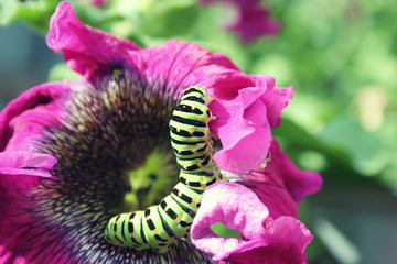Green caterpillar on a pink flower close up