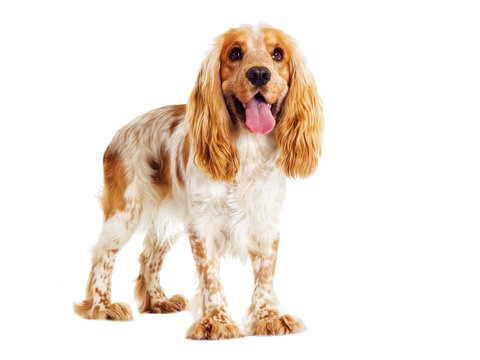 English Cocker Spaniel Dog On A White Background