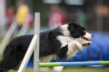 Proud dog jumping over obstacle