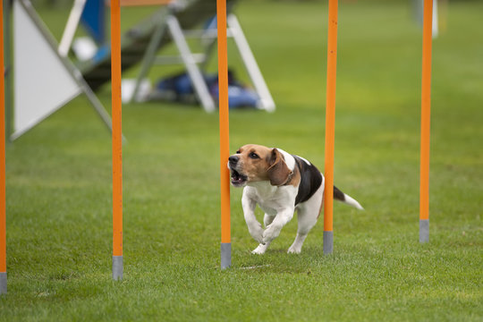 Beagle in agility