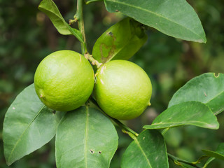 green lemon on tree