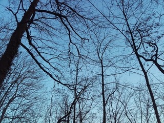 sky with branches
