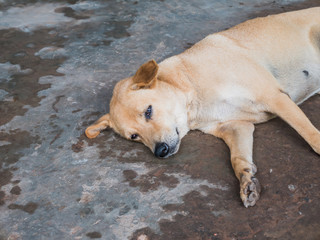 Obraz premium Dogs sleep on the concrete floor