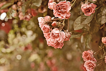 Beautiful climbing roses pink