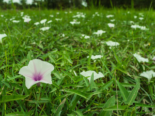 White Purple Morning Glory Flowers
