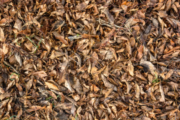 Fallen dry leaves