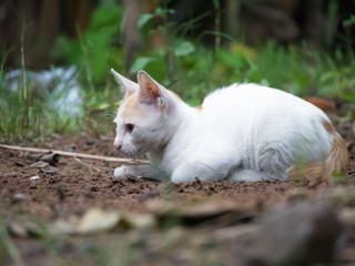 Kitten on the ground outside the house.