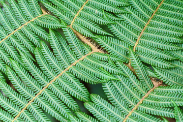 Close-up of fern